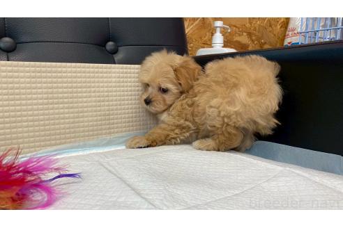成約済の兵庫県のマルプー:マルチーズ×トイプードル-378629の10枚目